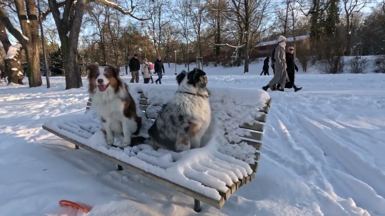 Stromovka during winter