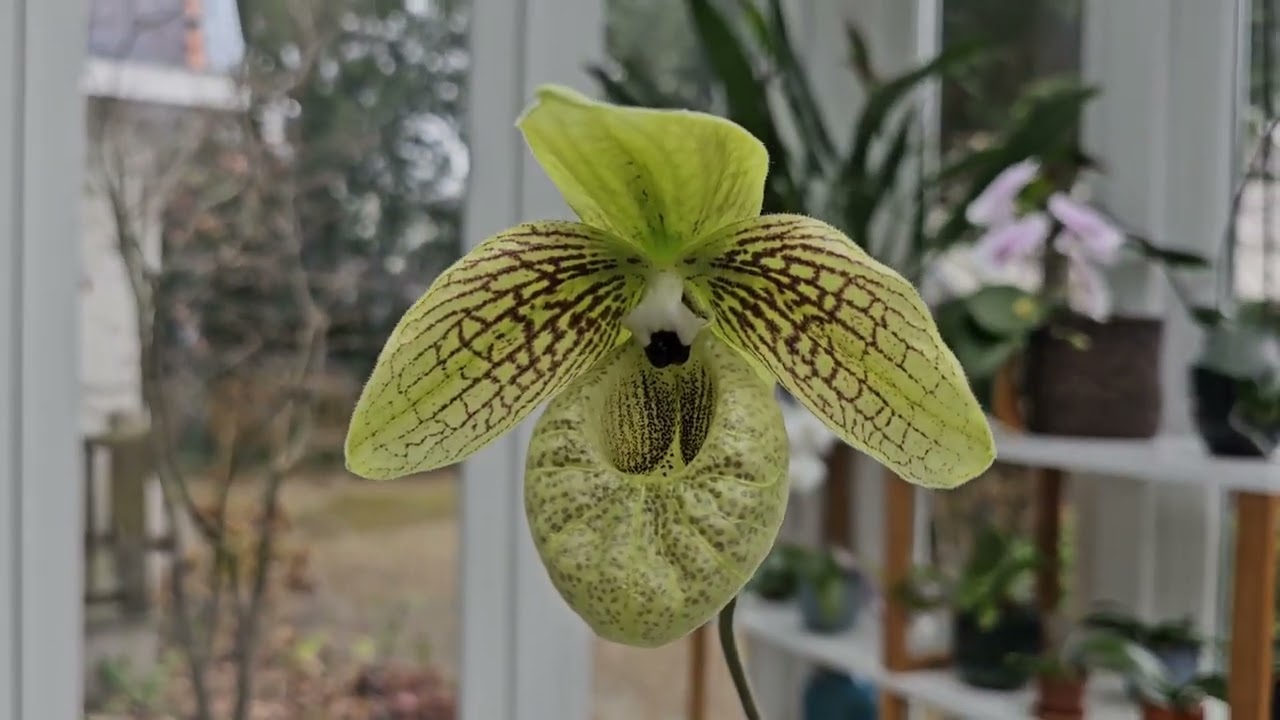 Paphiopedilum malipoense, mini phrag and cattleyas in bloom