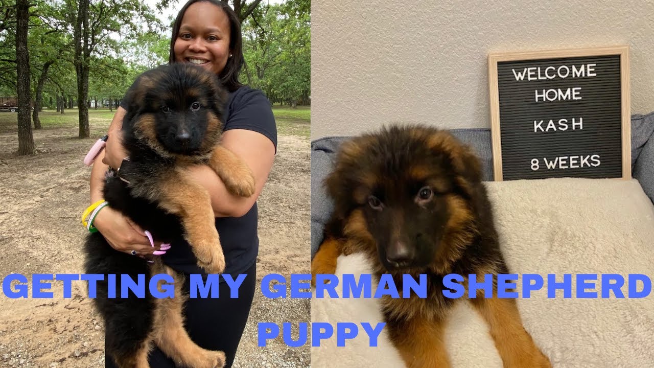 PICKING UP MY GERMAN SHEPHERD PUPPY🐶