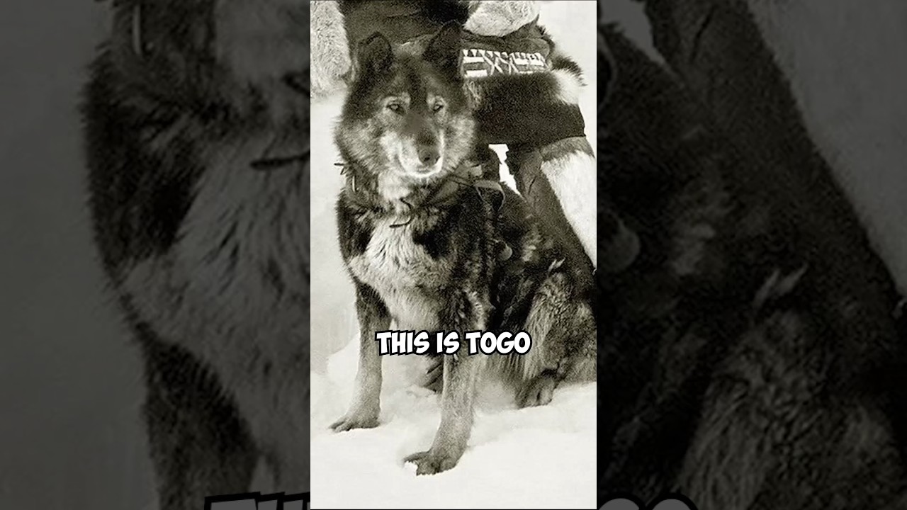 The Sled Dog Who Helped Save An Entire Alaskan Town