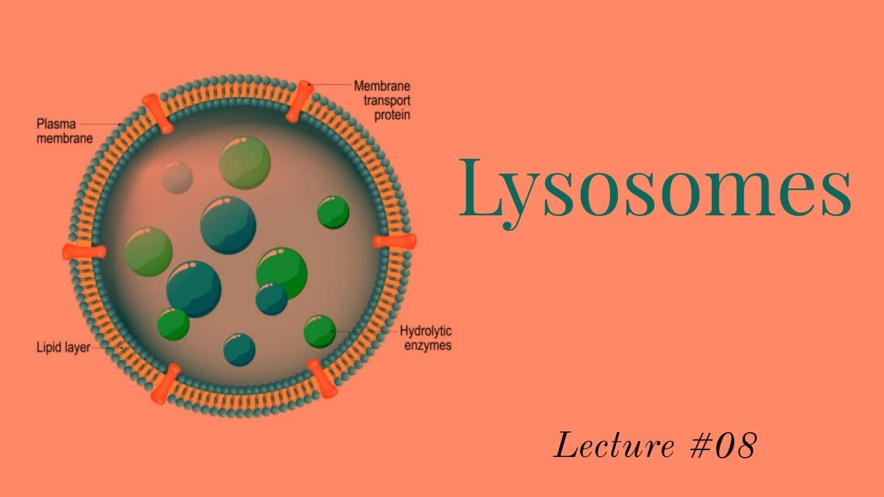 Lec #08 || Topic: Lysosomes || Chapter 01: Cell Structure and Functions
