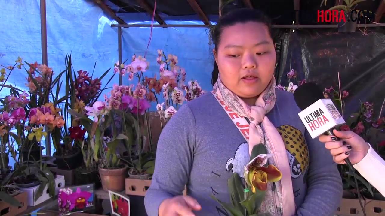 Venta de orqu&iacute;deas - Ultimahoracom