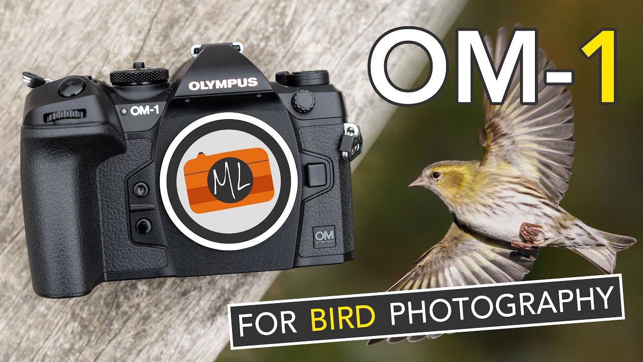 Обзор камеры OM System OM-1 для фотосъемки птиц — камера «ВАУ» или просто «хорошая»?