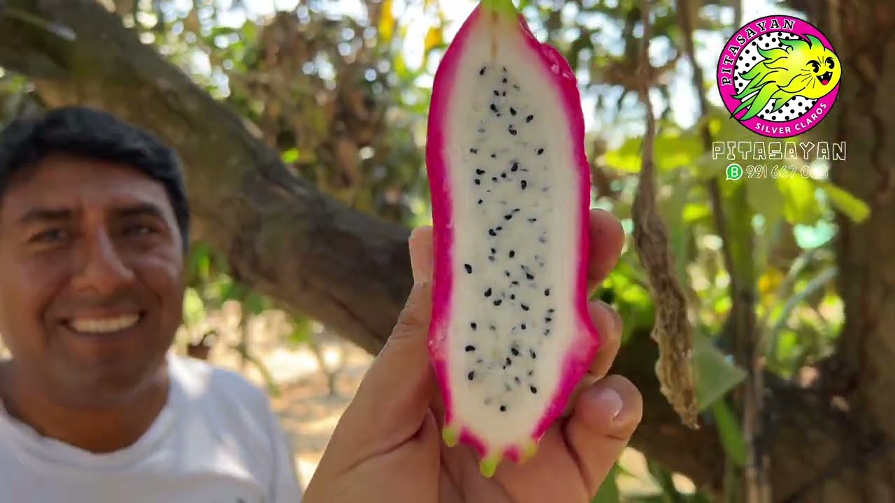 😱 El fruto de la Dama de la noche mas grande que he visto 🌵