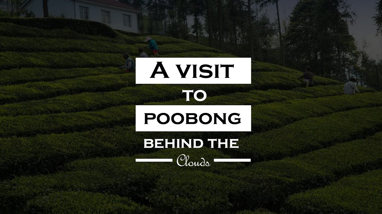 Poobong Tea Garden #Darjeeling