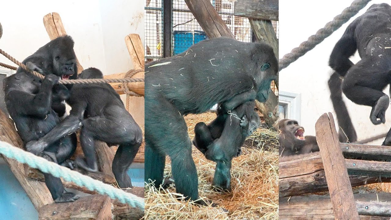 Romance In The Gorilla Family Silverback Gorilla’s Bold Move And Female Gorilla’s Response