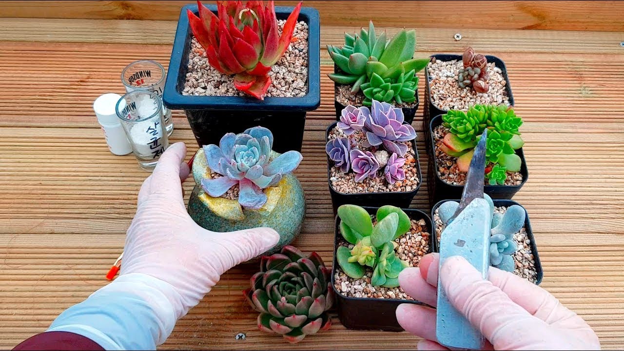(ENG)다육이 최고 번식 방법 적심의 모든것! All About Propagation (Pinch) Succulents (多肉植物) (摘心) (たにくしょくぶつ)