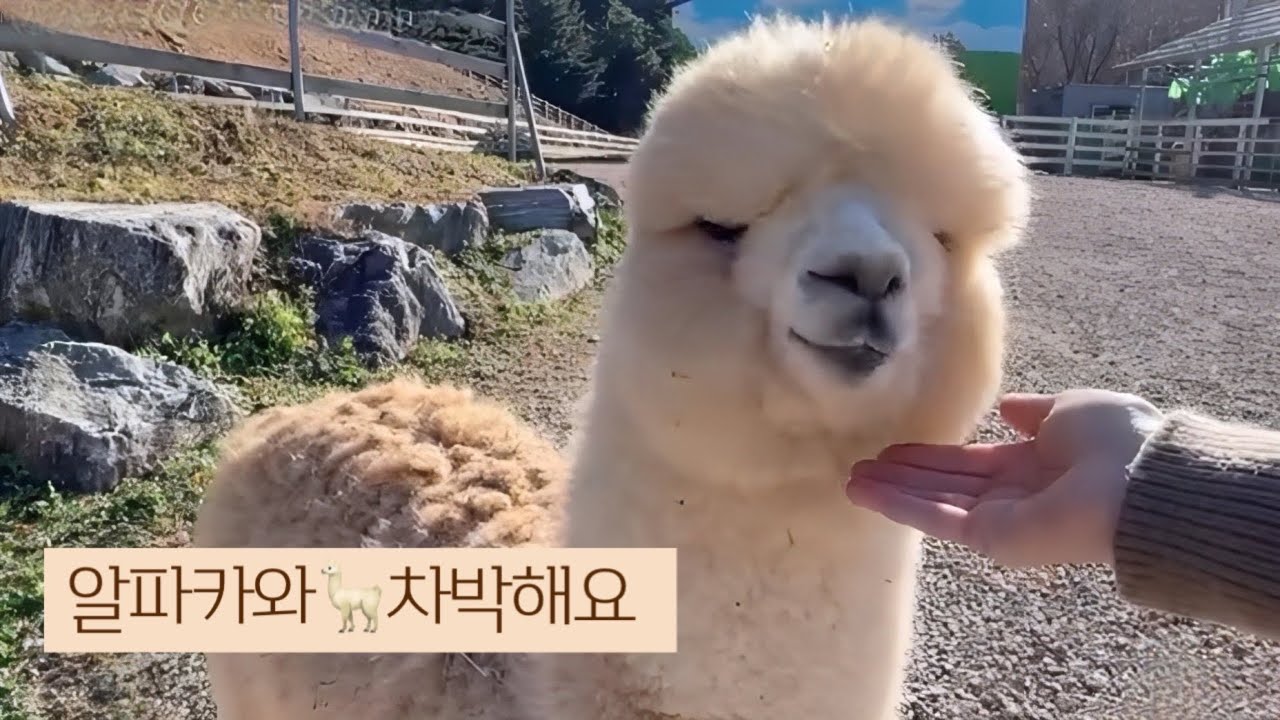 귀여운 알파카🦙와 함께 겨울차박  대관령에서 차박 브이로그 | 차박용품 공구 | 대관령순수양떼목장