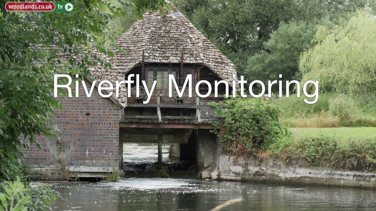Riverfly Monitoring on the River Kennet