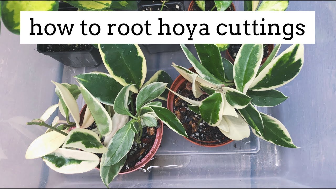 propagating hoya plants from cuttings! | simple and easy method