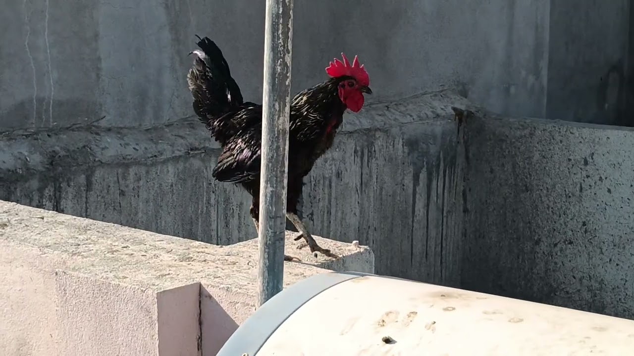 Aaj bhi hasaya wali Comedy video Charlie champion murga ki kahani 🐓||