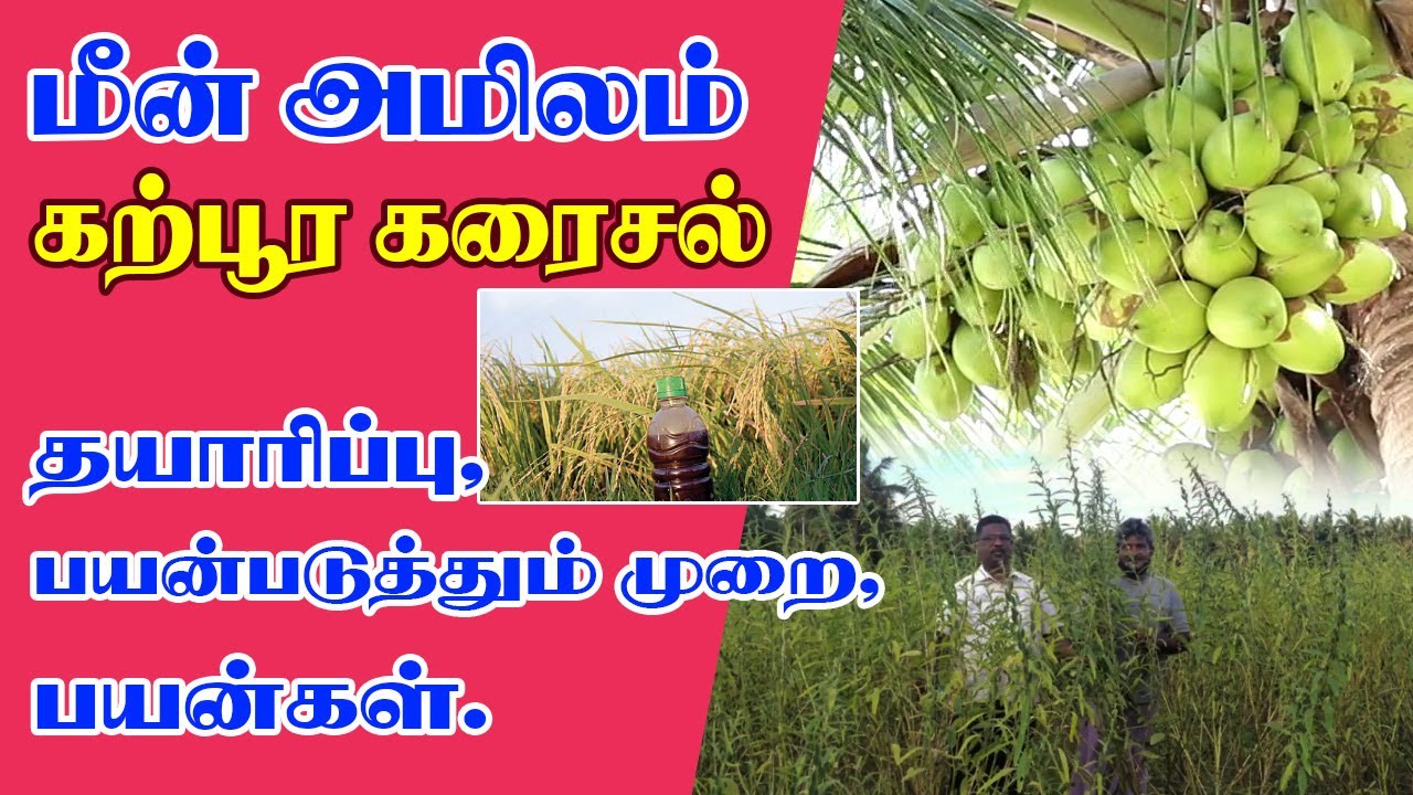 மீன் அமிலம் | கற்பூர கரைசல் | தயாரிப்பு |பயன்படுத்தும் முறை| இயற்கை உரம் | பூச்சி விரட்டி #OorKuruvi