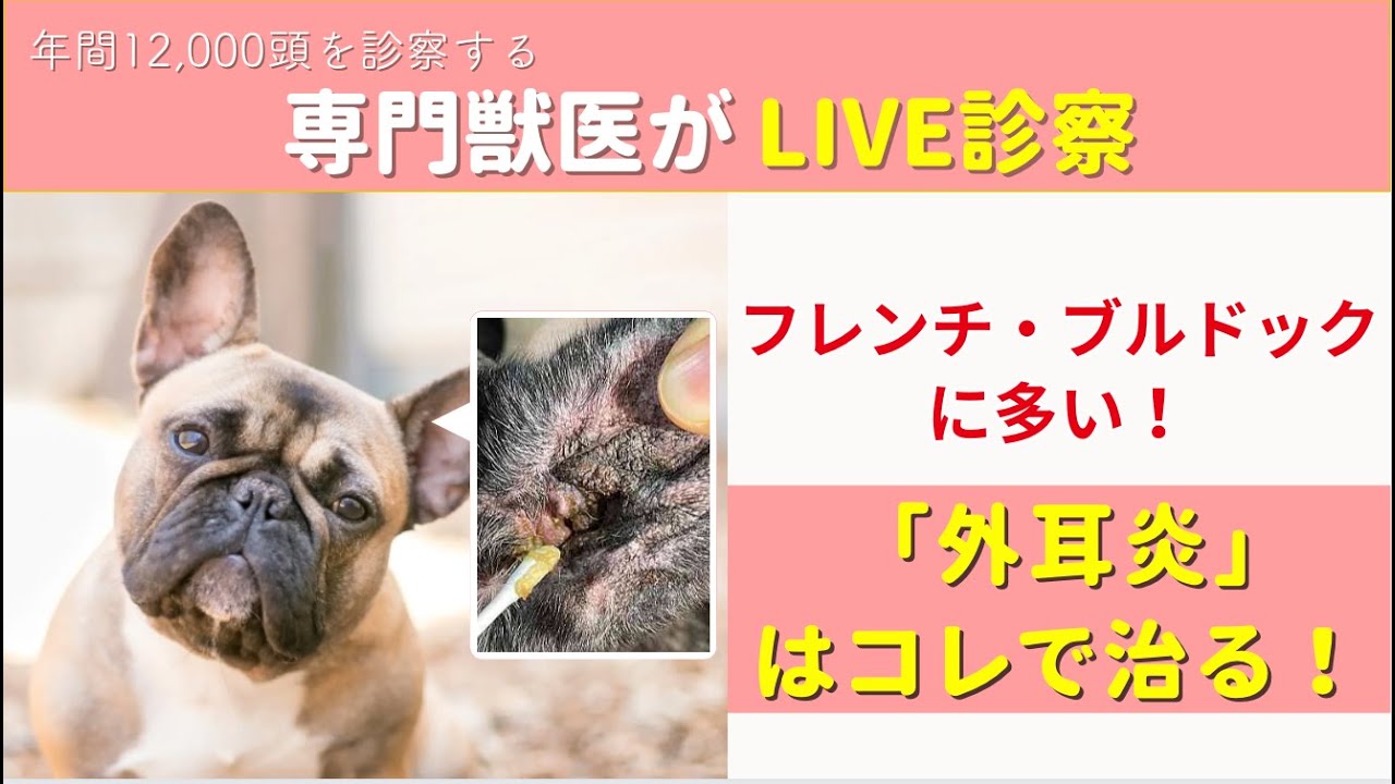 フレンチブルドックに多い！　愛犬の「外耳炎」はこれが1番！