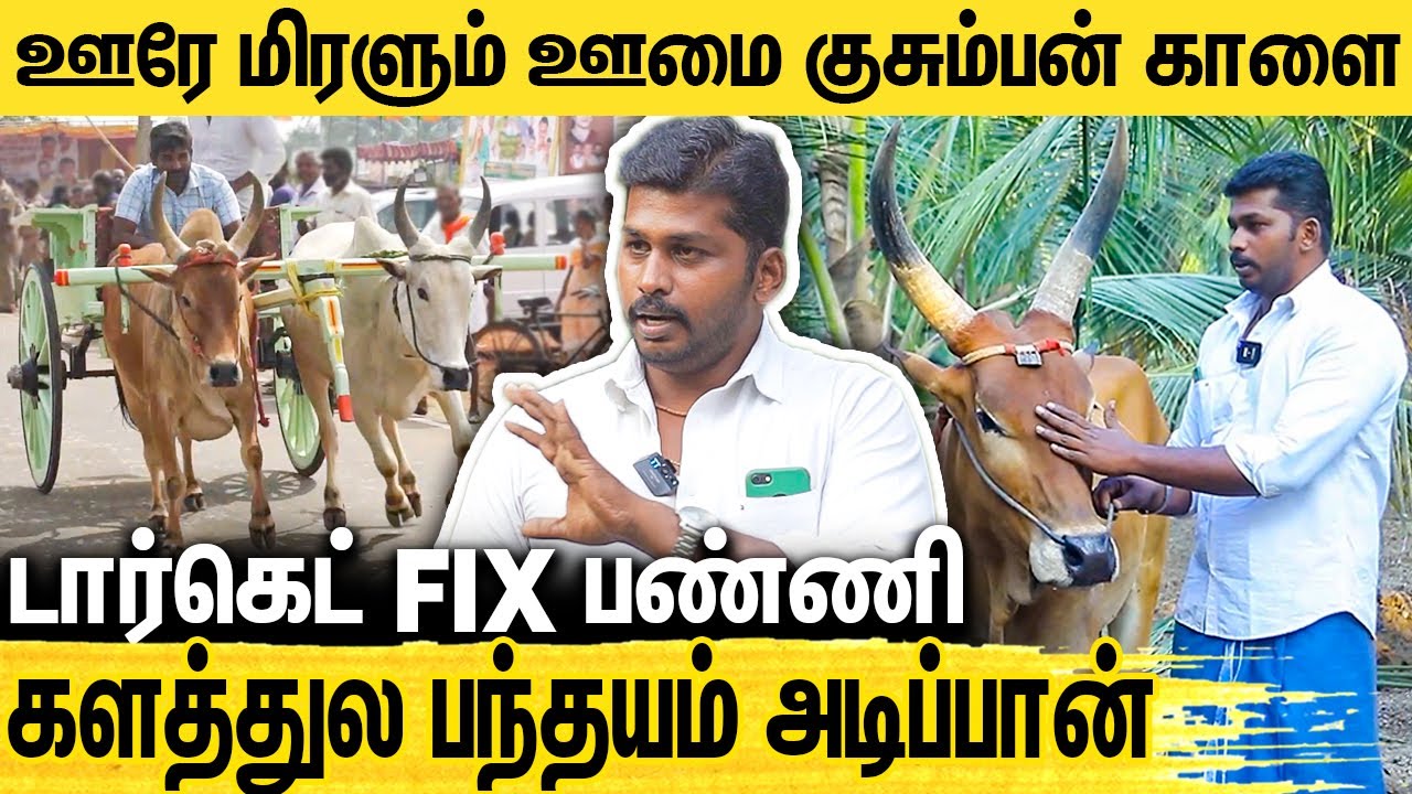 மிரளவைக்கும் ரேக்ளா ரேஸ் காளை பயிற்சி முறை : Rekla Race Bull Training | Mattu Vandi Panthayam 2023