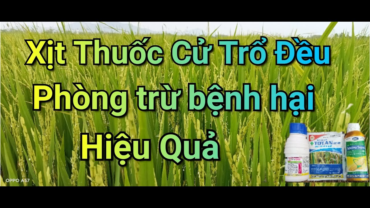 lúa trổ đều nên xịt thuốc gì || What drugs should be sprayed when the rice