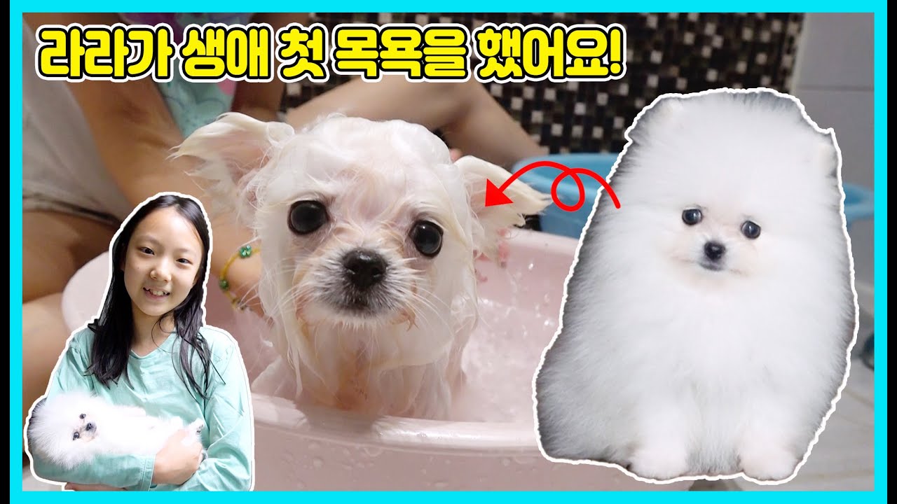 라라의 생애 첫 목욕하기! 사랑이도 처음, 라라도 처음이라 목욕이 힘들었어요ㅠㅠ [사랑아놀자 LOVE&TORY]