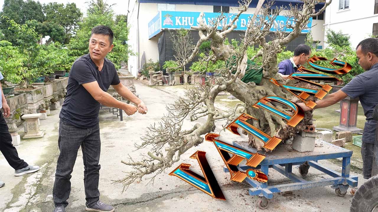 NAMLE BONSAI CHỈNH SỬA VÀ ĐỊNH HÌNH VẬT DÁNG MỘT CỐT SANH 3 VAI CỦA EM 