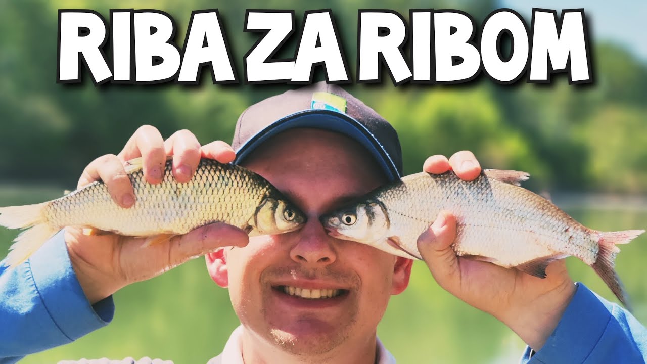 Rijeka Sava- brzi proljetni grizevi na feeder!🔵