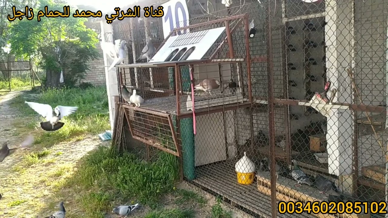 البطلة جات من السباق 700  الحمد لله صيفات 8 جاو مكينش ضياع الحمام كولشي ديال الله