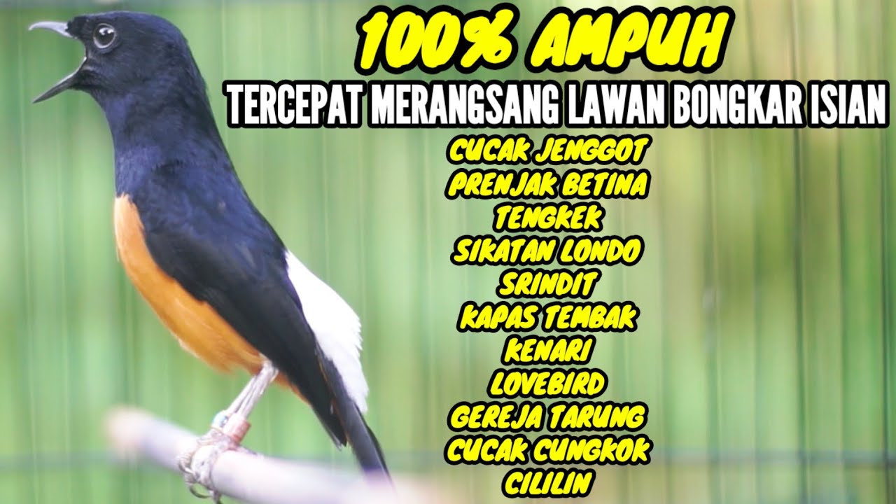 MURAI BATU GACOR 100% AMPUH BUAT MEMANCING EMOSI LAWAN AGAR BONGKAR ISIAN