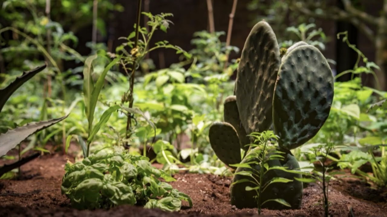 Chinampa Veneta | Colectivo | México | Inteligencia Natural y Ancestral |
