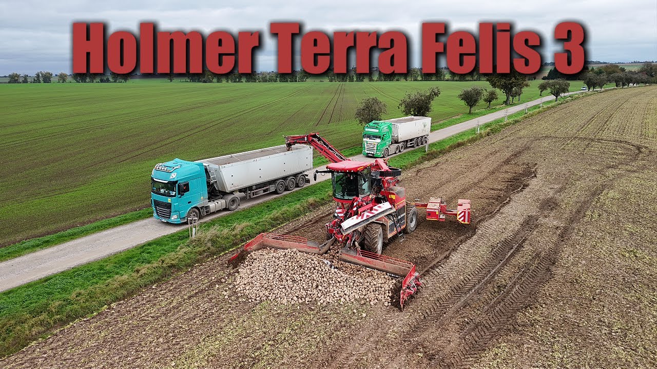 ! Holmer Terra Felis in action ! Sugar beet harvest 2025