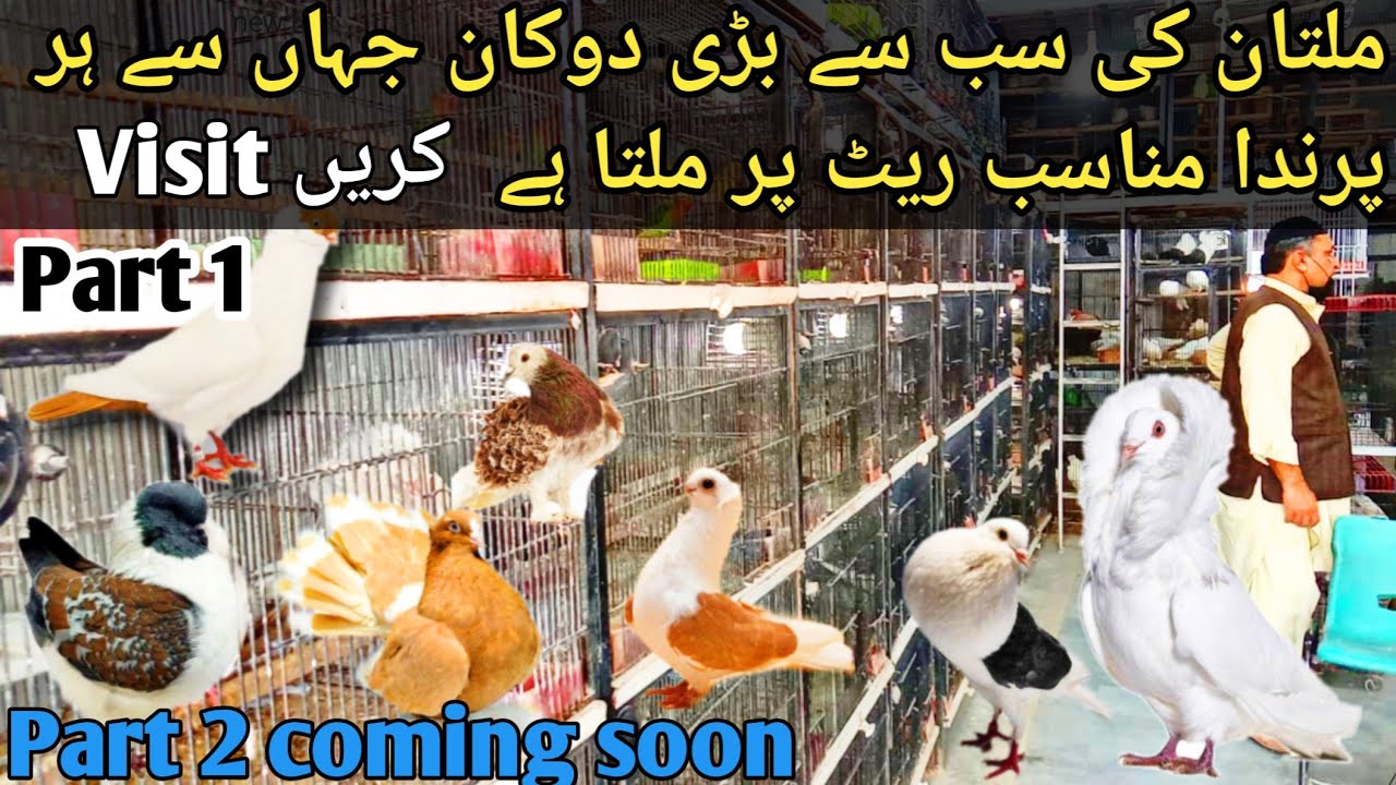 Biggest Birds Market in Multan | Jahan Dunyia ka har Bird milta ha | PART1