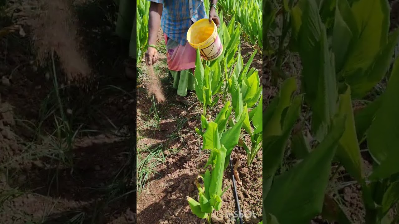 #genreviews மஞ்சள் செடிக்கு கடலைபுண்ணாக்கு வேப்பம் புண்ணாக்கு வைத்து அதிக மகசூல் எடுக்கும் வழி