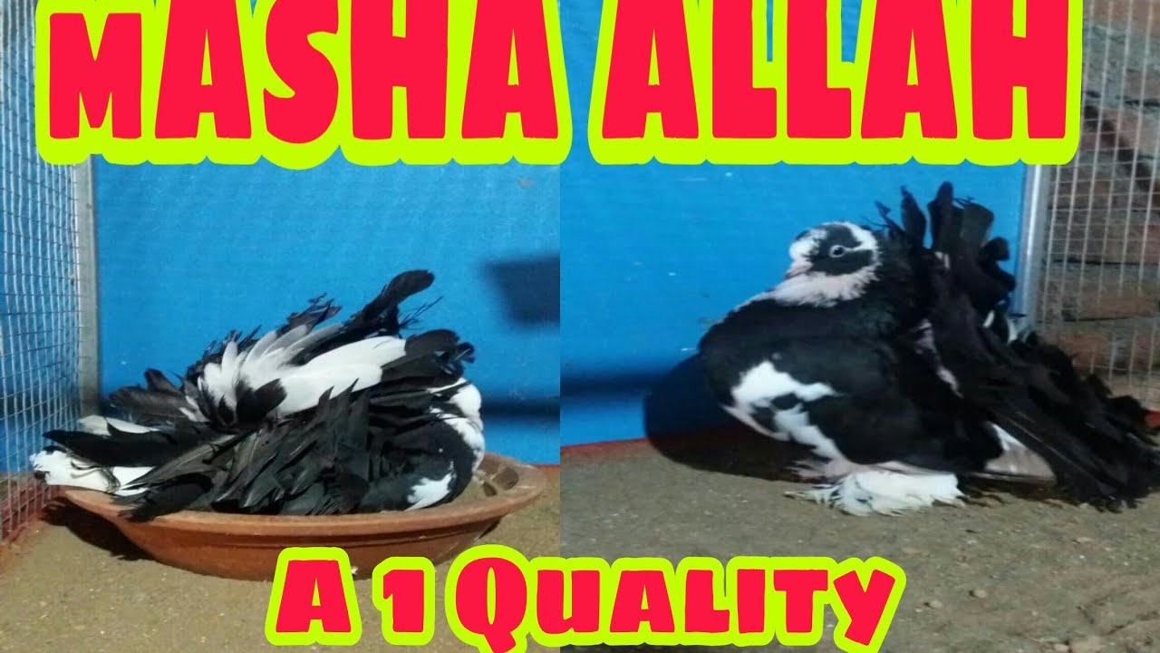 Indian/Fantail/Double/color/Fancy/pigeon/Show/