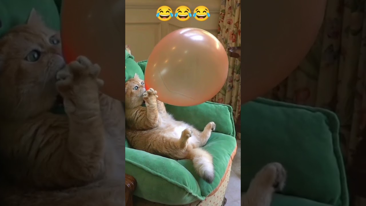 The cat 😺 brushed the balloon 🎈🎈 #viral #shorts #funny #cat