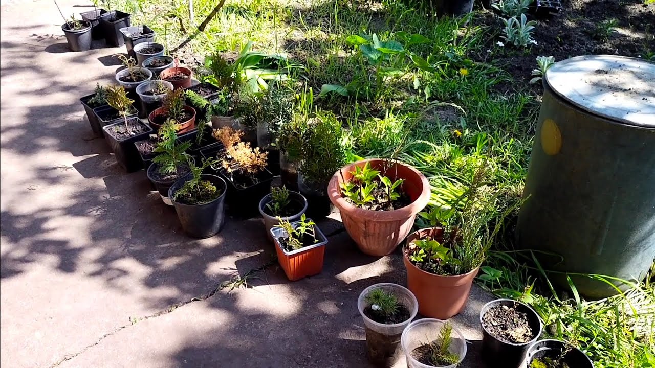 РЕЗУЛЬТАТИ МОГО МИНУЛОРІЧНОГО ЖИВЦЮВАННЯ #garden #дача #сад #ЖИВЦІ