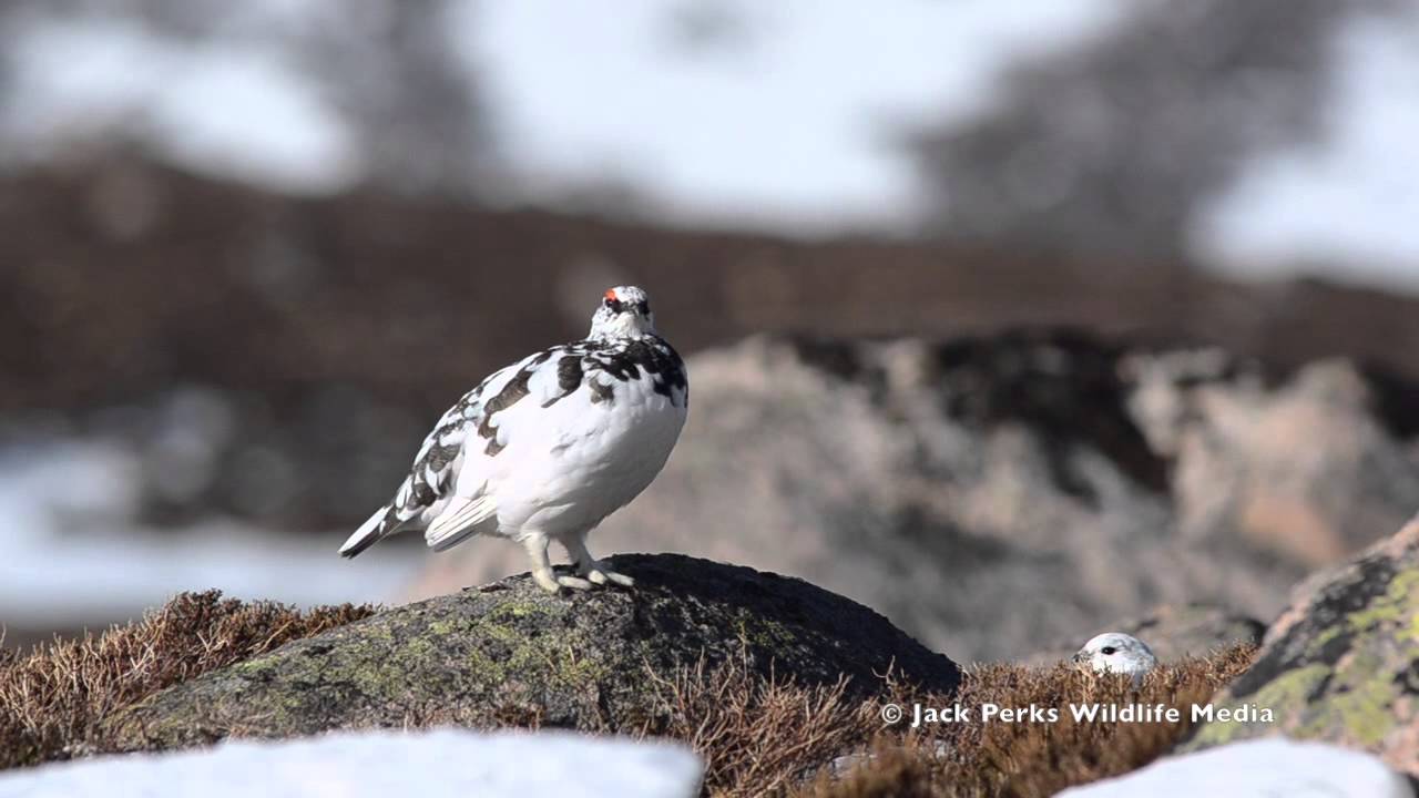 Wildlife Showreel: Jack Perks Wildlife Media