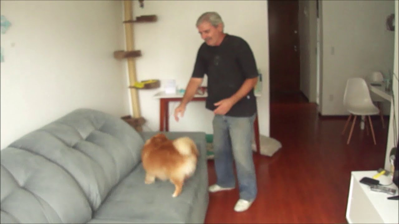 Adestramento mágico  - Spitz alemão / Lulu da Pomerânia
