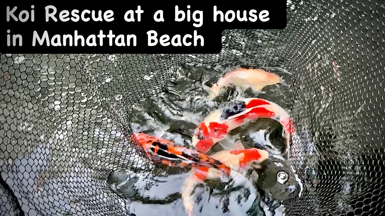 Koi Rescue at a big house in Manhattan Beach #bigdvsfish #bigdvsfishrescue #rescuefish #koirescue