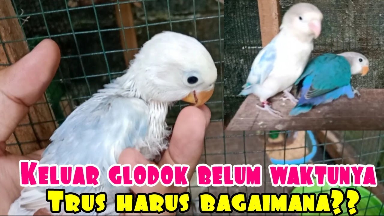ANAKAN LOVEBIRD KELUAR GLODOK PADAHAL MASIH KECIL