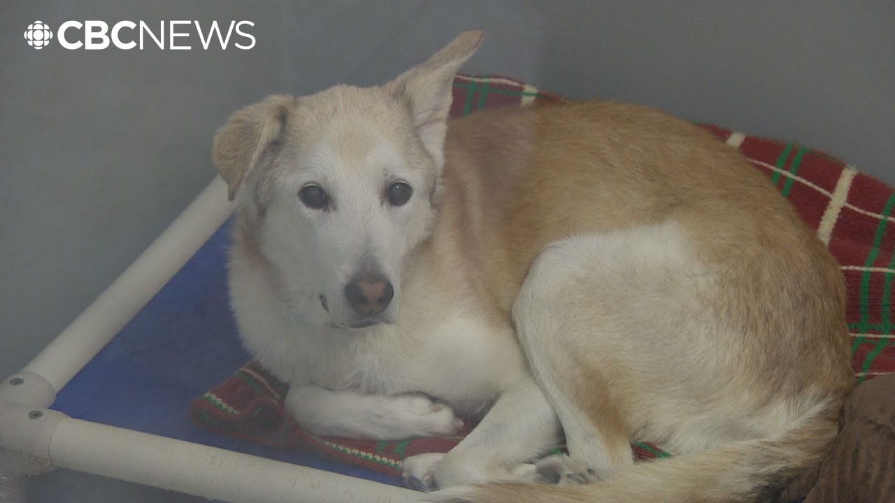Winnipeg Humane Society starts 2025 bursting at the seams with limited capacity