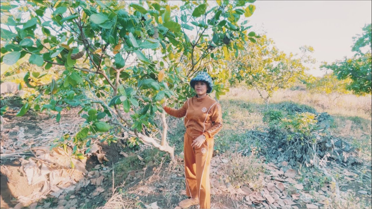 ទៅមេីលផ្កាស្វាយចន្ទី Go to the cashew farm to see the flowers.@SokleangFamilylife