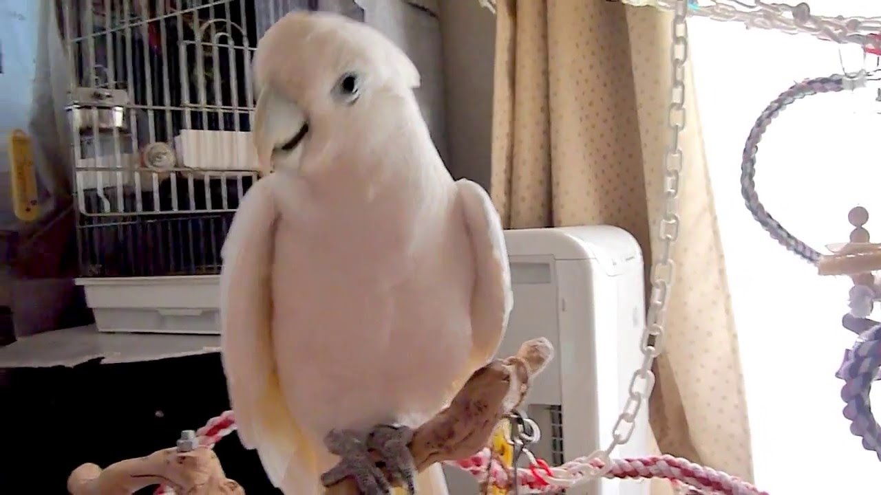 ソロモンオウムたろちゃん　だらだら喋りたいこと喋ってるよ  Talking Cockatoo