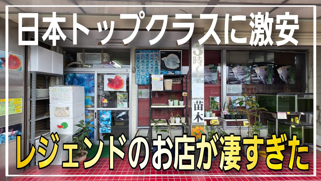 日本トップクラスの激安‼レジェンドが店主の焼津熱帯魚さんが凄すぎた!!　aquarium　アクアリウム　熱帯魚　水槽　水草　流木　ベタ　ディスカス　エンゼルフィッシュ