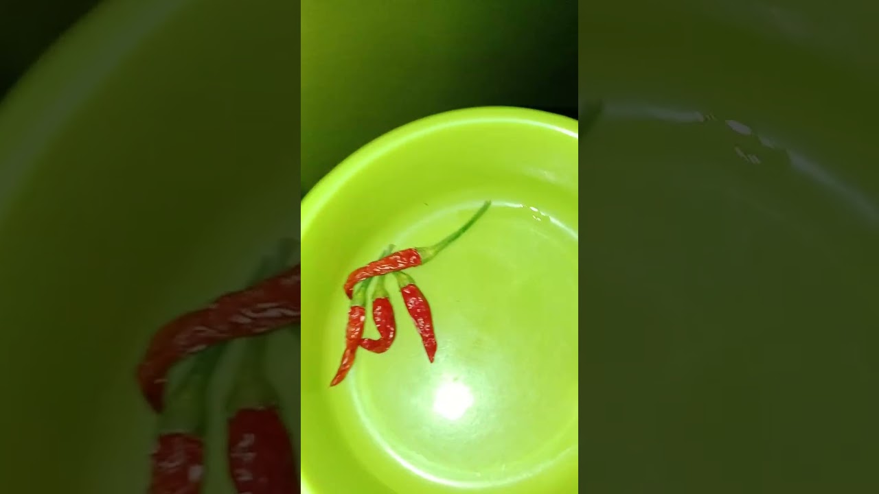 Masak sahur telor rebus 20 butir, Petik sayur lettuce Romain dan cabe untuk campuran mie rebus. 