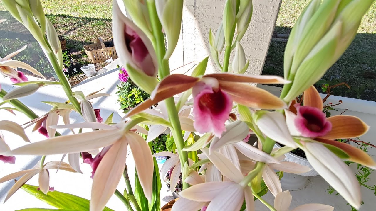 Orquidea Phaius tambien conicida como orquidea de pantano