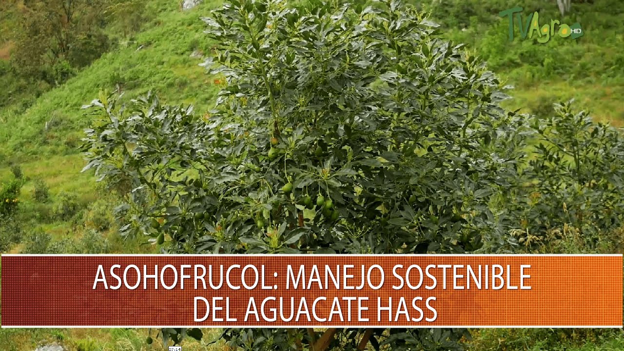 Asohofrucol: Manejo sostenible del aguacate hass- TvAgro por Juan Gonzalo Angel Restrepo