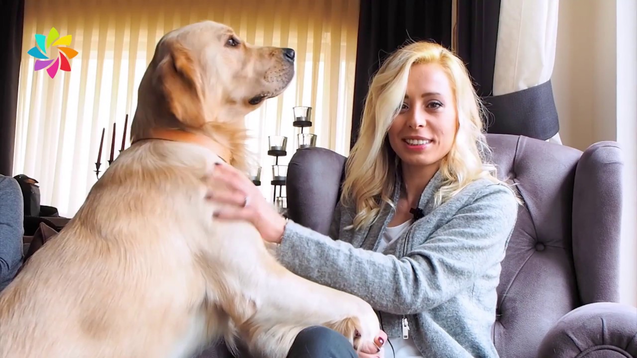 Barınaktan köpek nasıl sahiplenir?