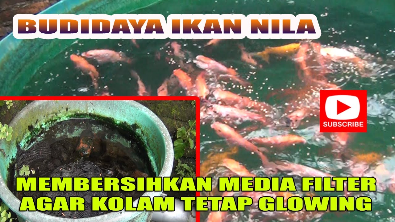 MEMBERSIHKAN CHAMBER FILTER KOLAM, AGAR BERSIH IKAN MENJADI SEHAT DAN NAFSU MAKAN BERTAMBAH