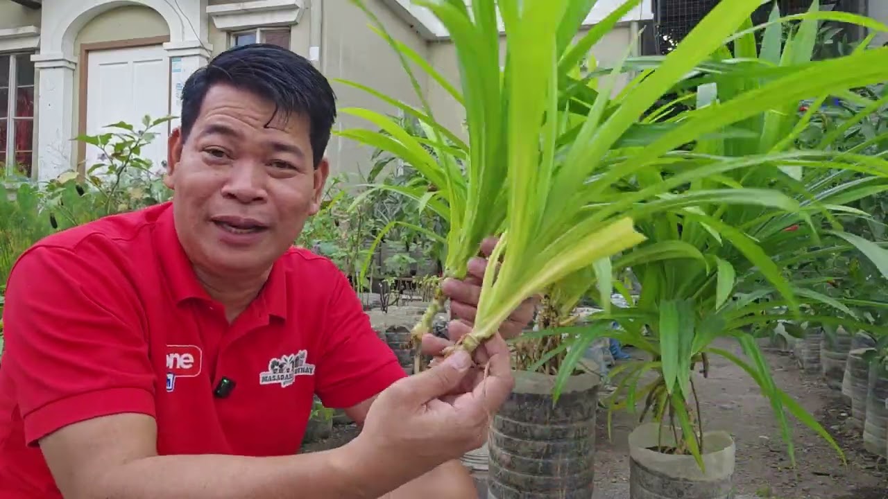 Pandan sa bote ko itinanim