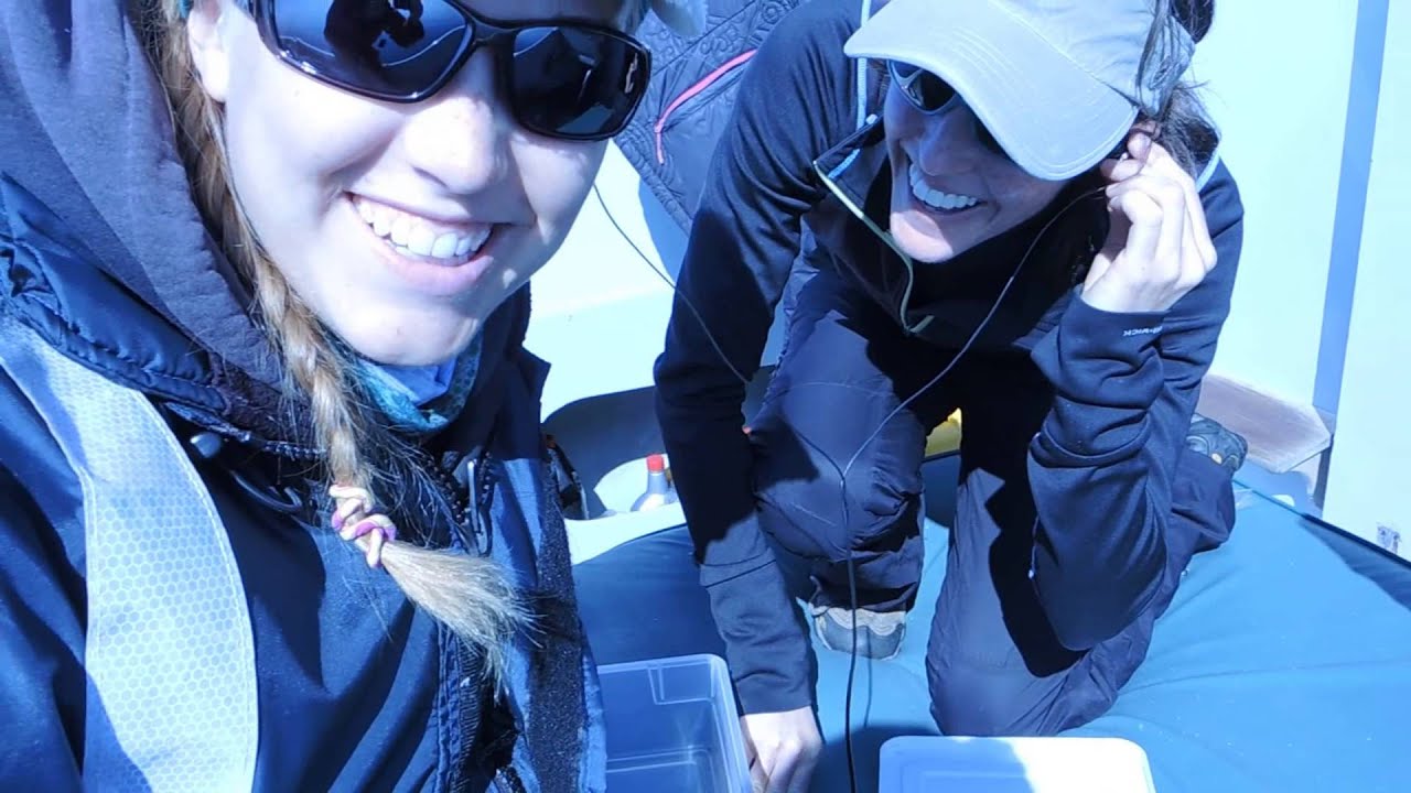 Listening to a sperm whale via hydrophone