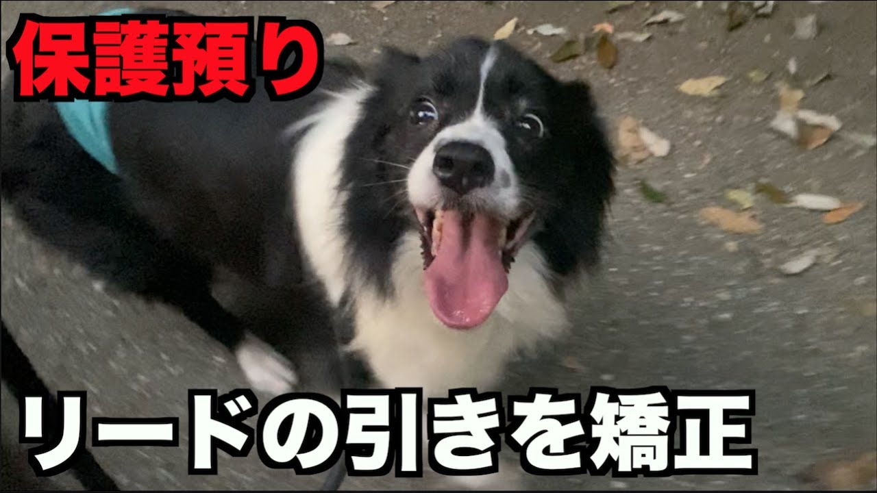 保護犬ボーダーコリー・引っ張り矯正【12日目】