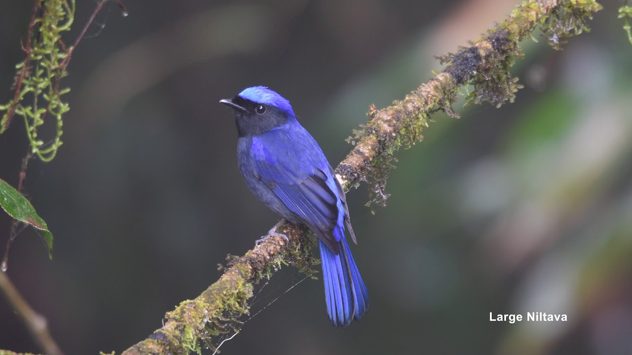 Birds of Thailand