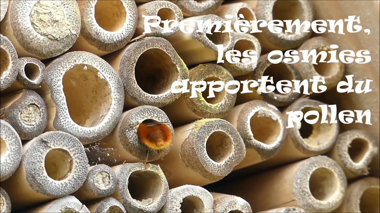 hotel a insectes de la hulotte