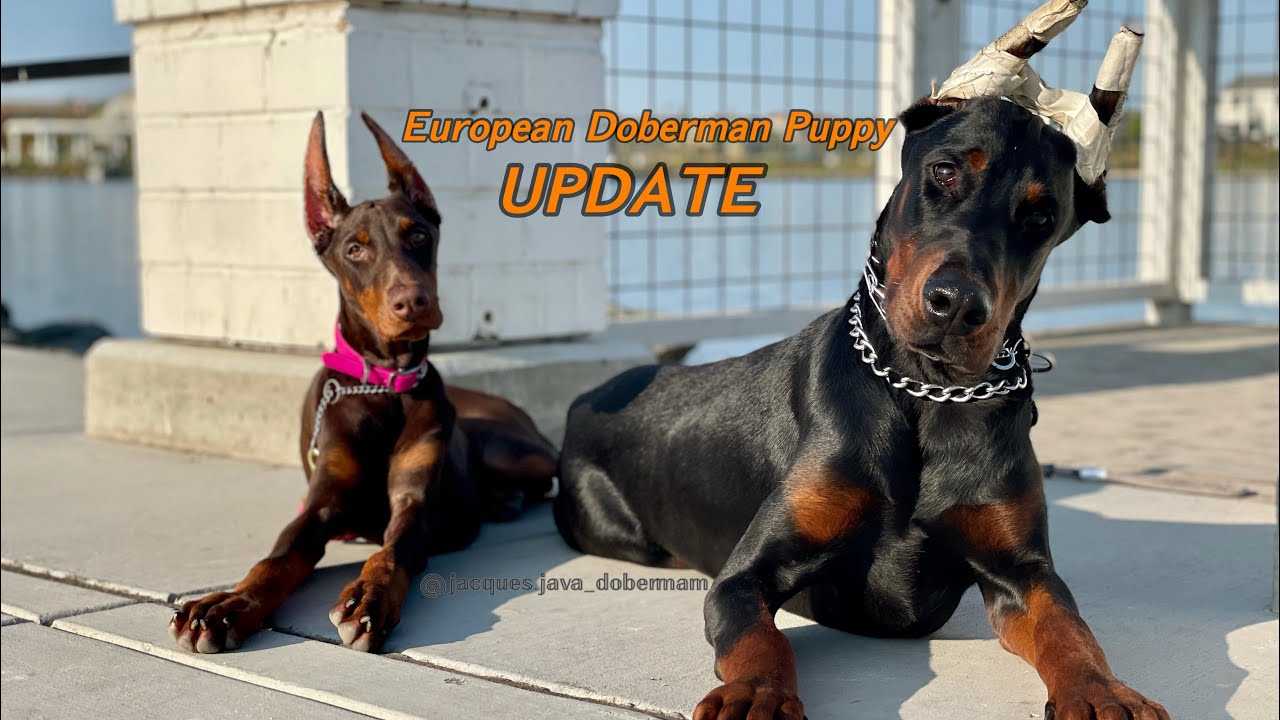European Doberman Puppy Update|European Doberman Vlogs Ep.4